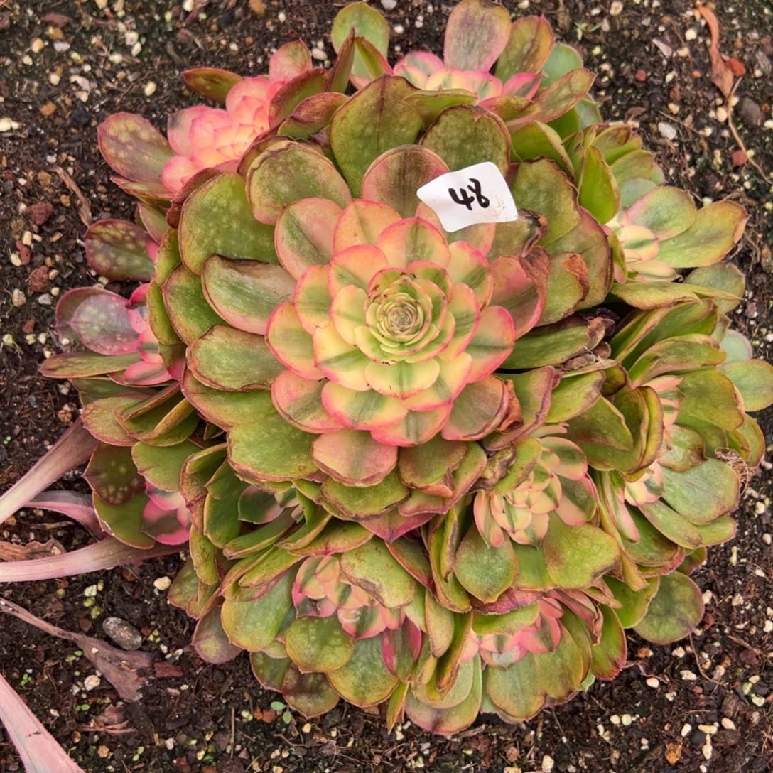 48荔枝多肉嘻嘻嘻多肉椅子