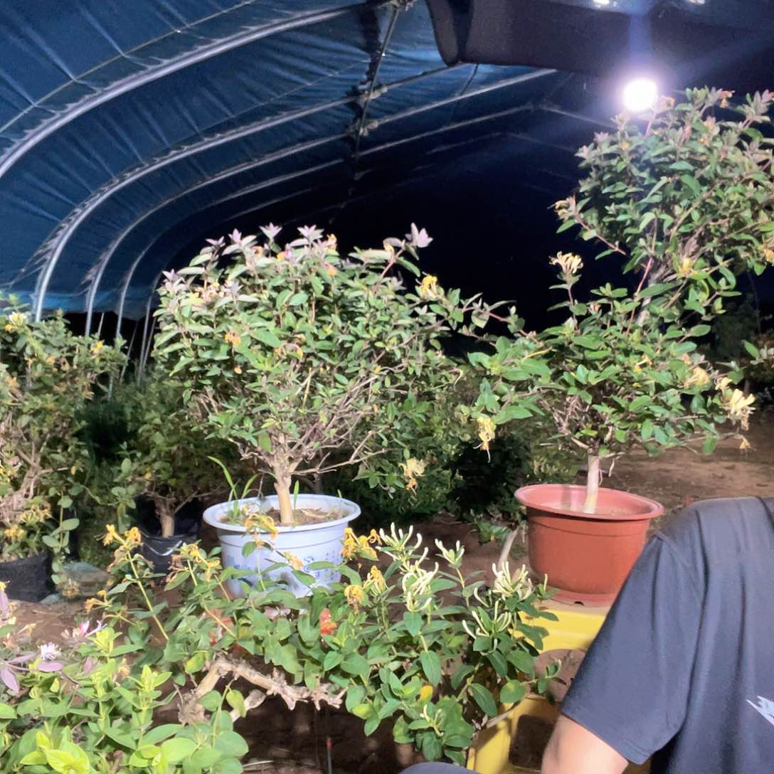 大部分花苞少量开放