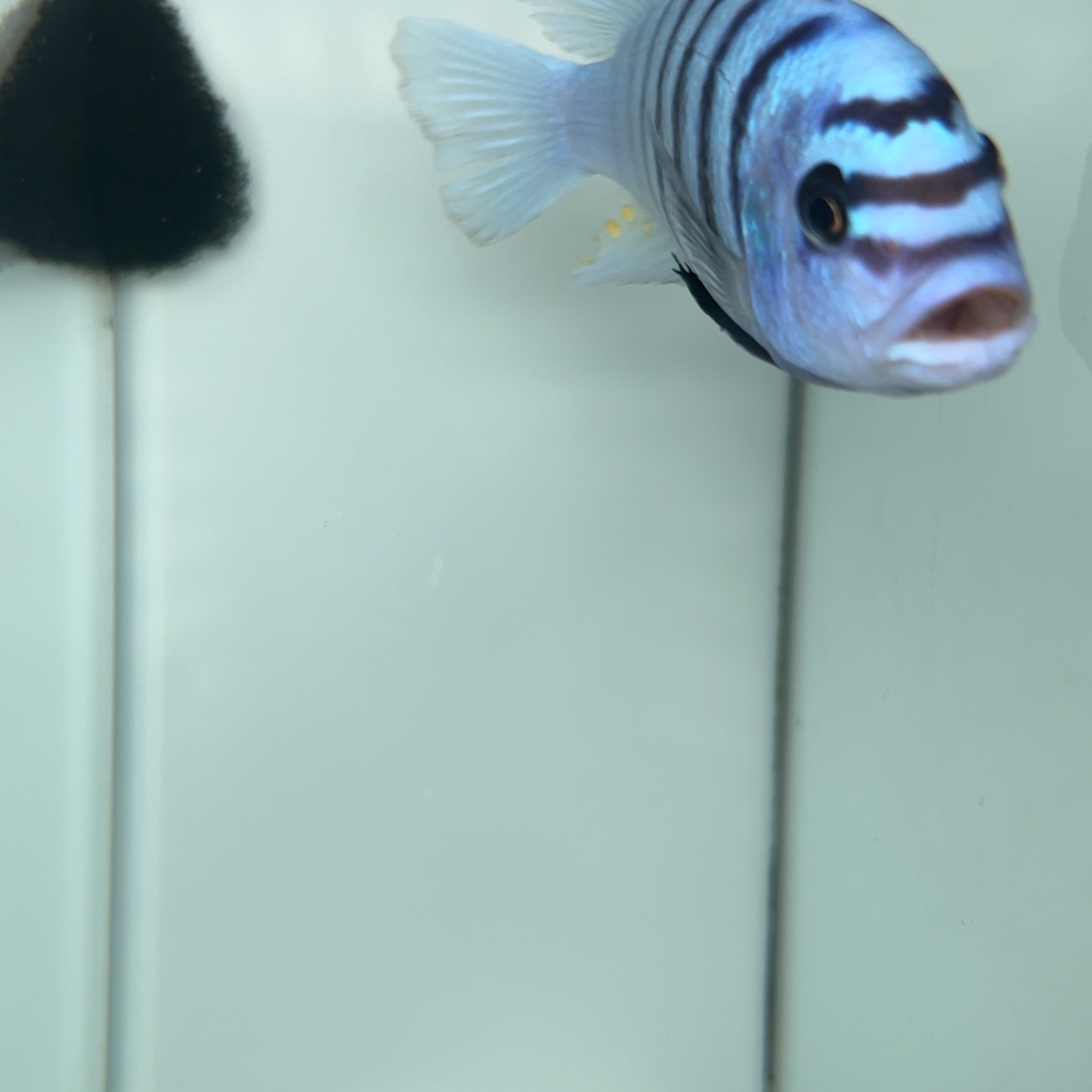 雷***利海水鱼大骷髅专拍25