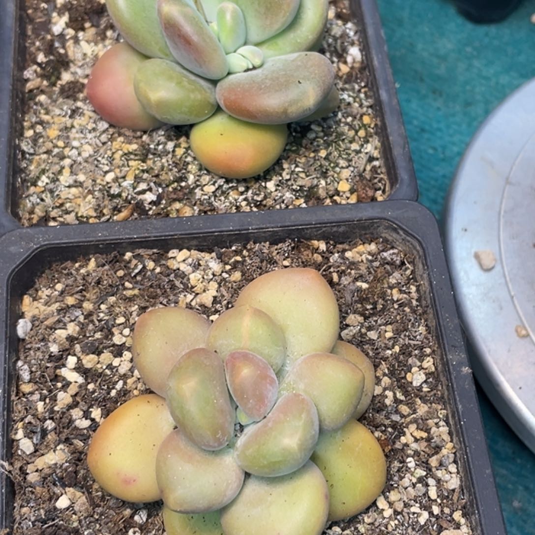 在干嘛我现在还没有吃饭