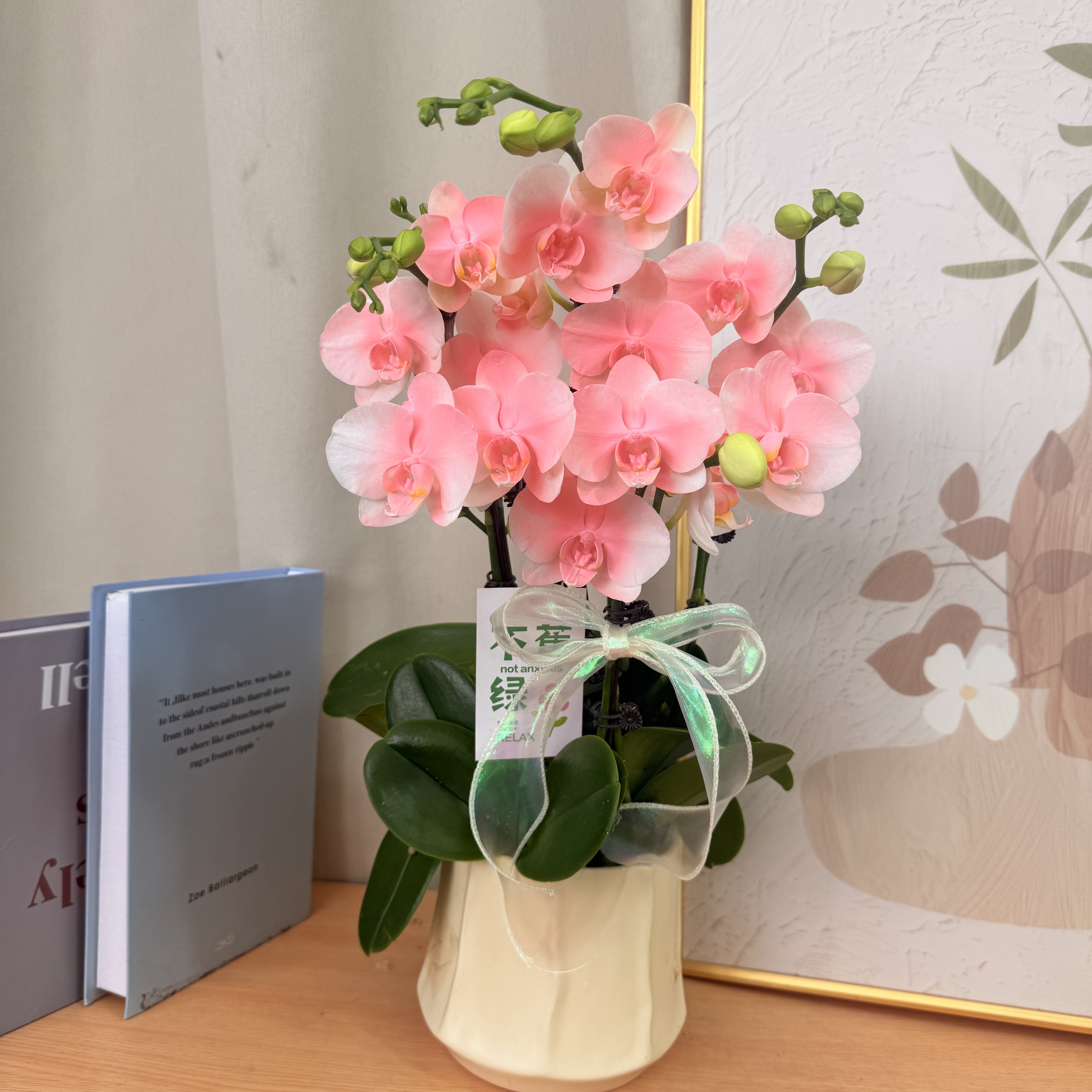 蝴蝶欗《火烈鸟》欧洲进口花花  高端喷色 艺术稀缺马卡龙色系