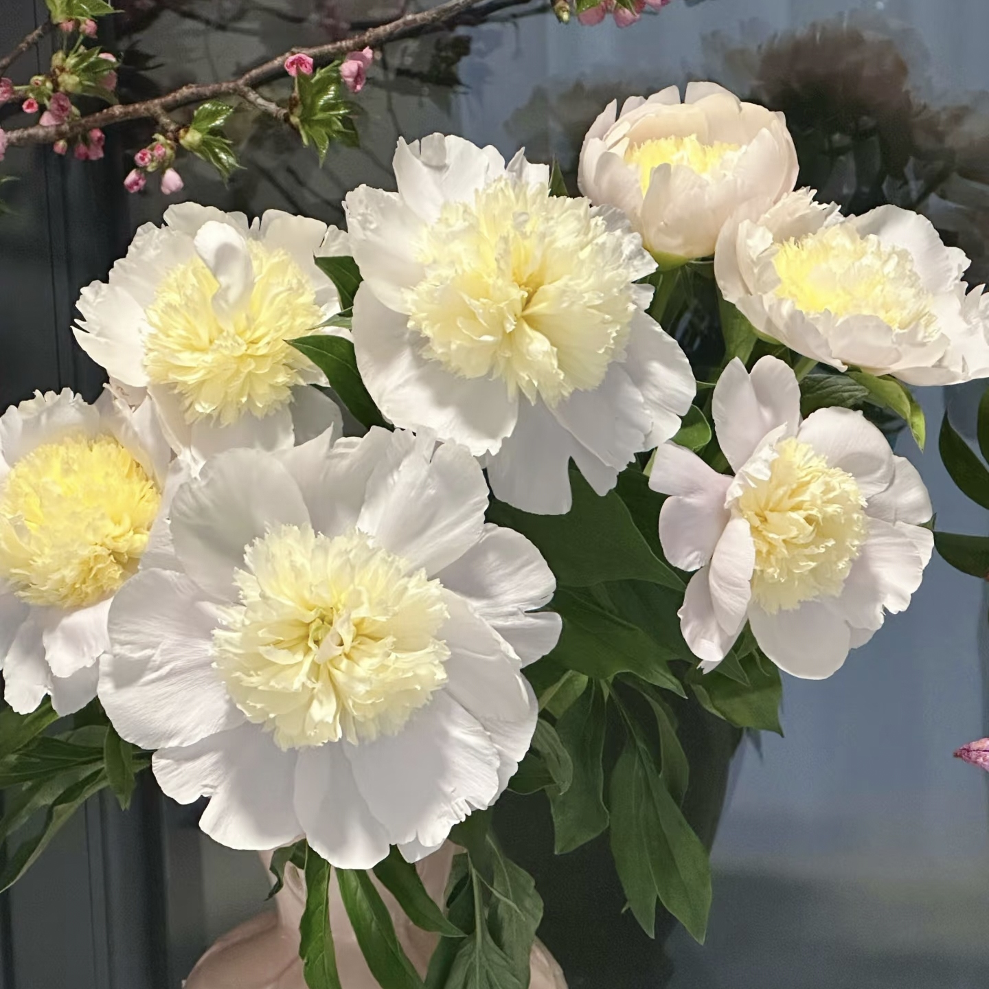 普利梅尔进口观赏芍药花苗带根块多年生正宗庭院盆栽芍药花