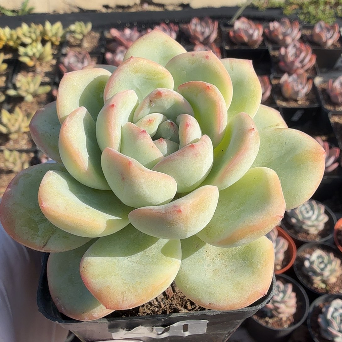 201七公分单头带桩泡芙满20包邮