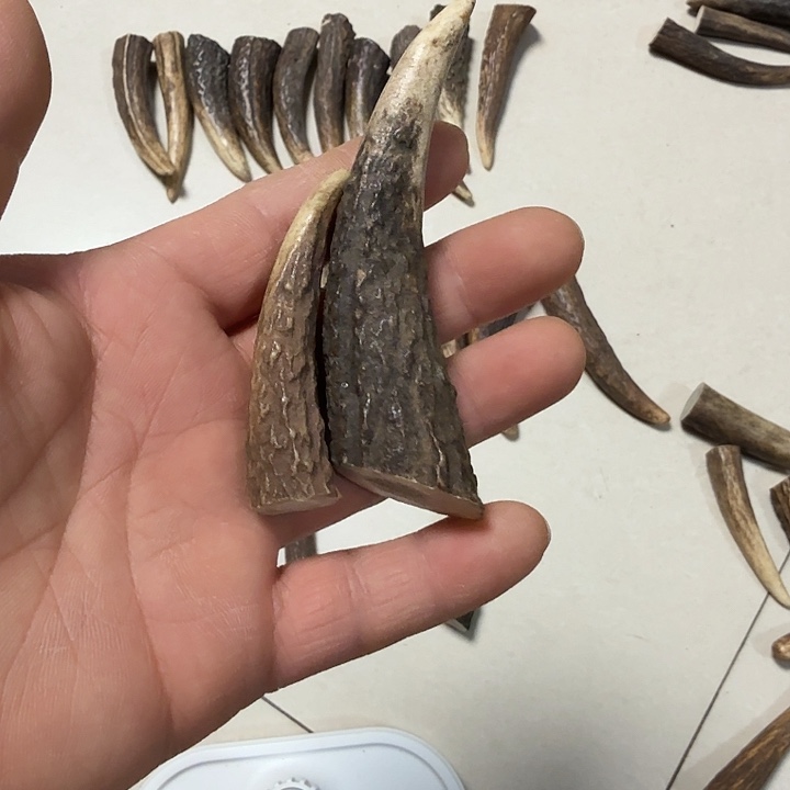 香榧木鹿角工艺品原料