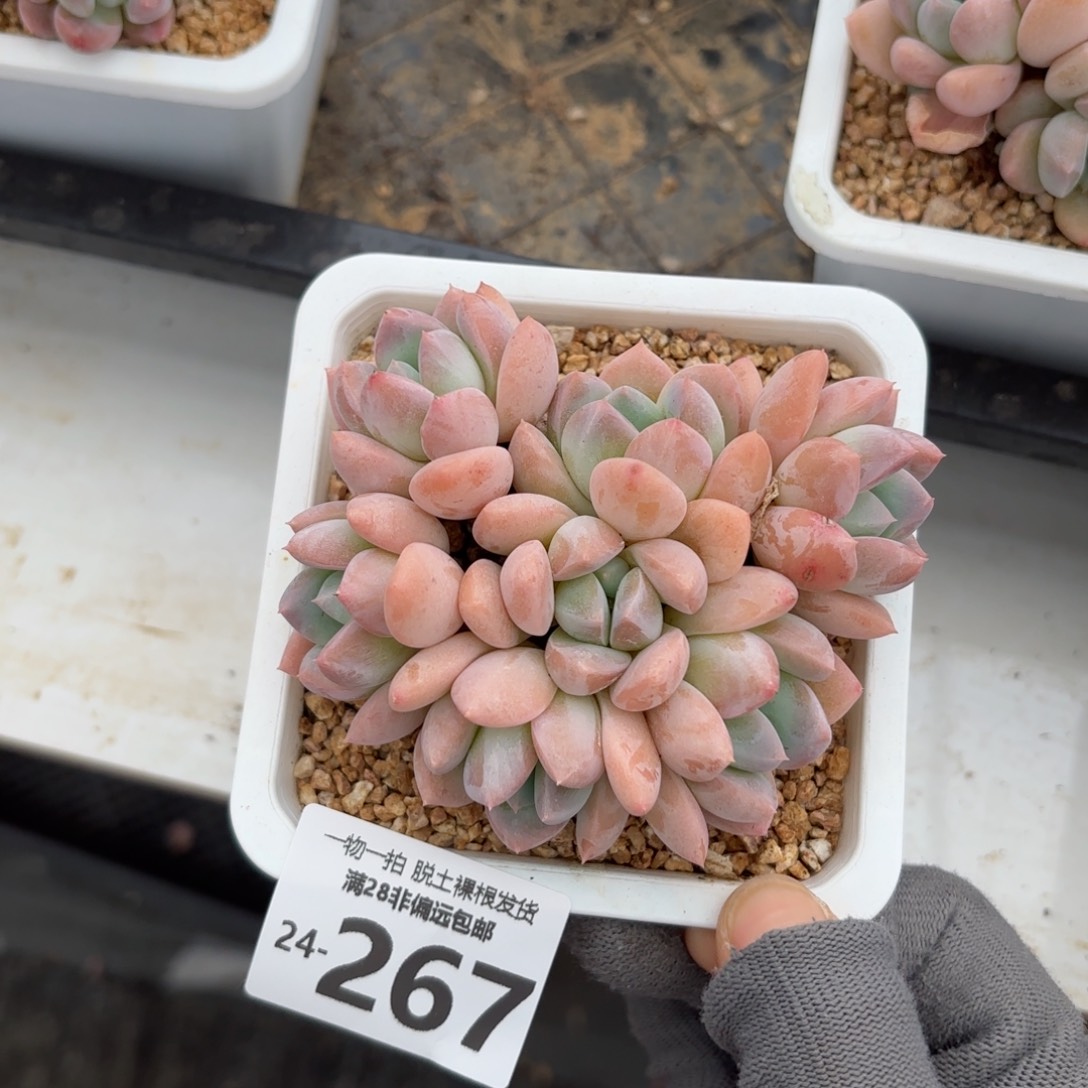 芙丽朵老桩多肉多肉