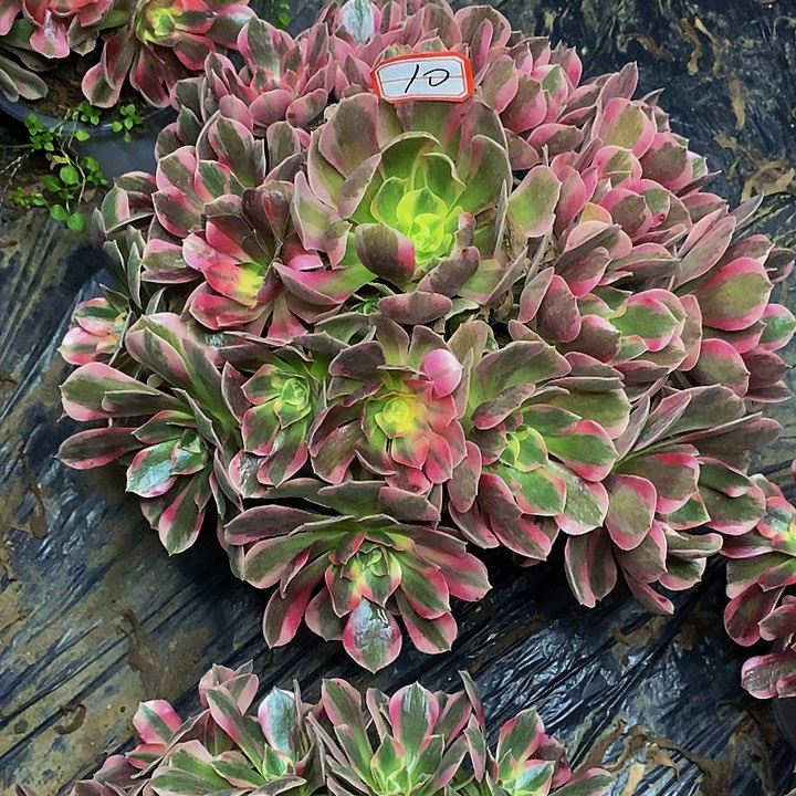 春***。男神老桩捧花法师10号