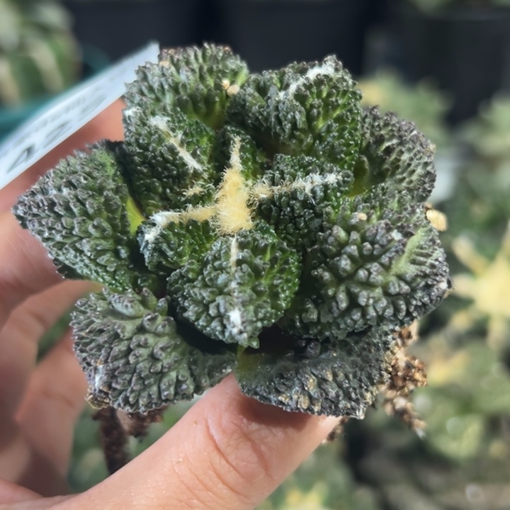 425脱土带根发货