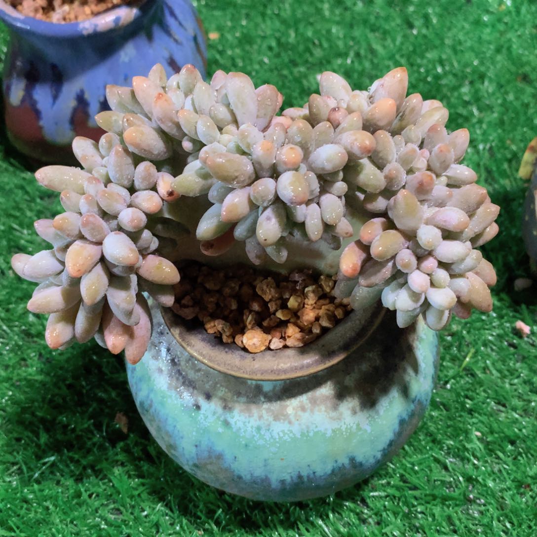 汤圆13 公分一物一拍