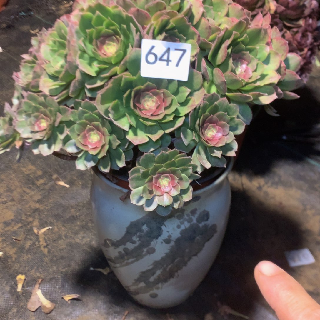 647万绿锦多肉植物