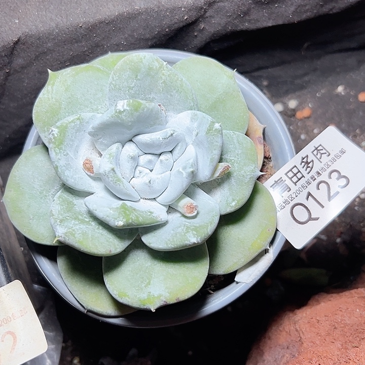 小鹿多肉福利多多123