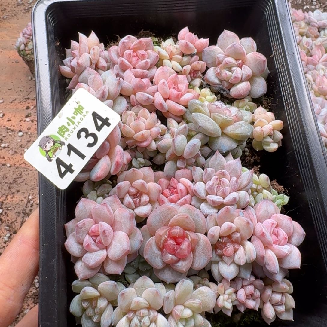 大***妮多肉植物多肉植物
