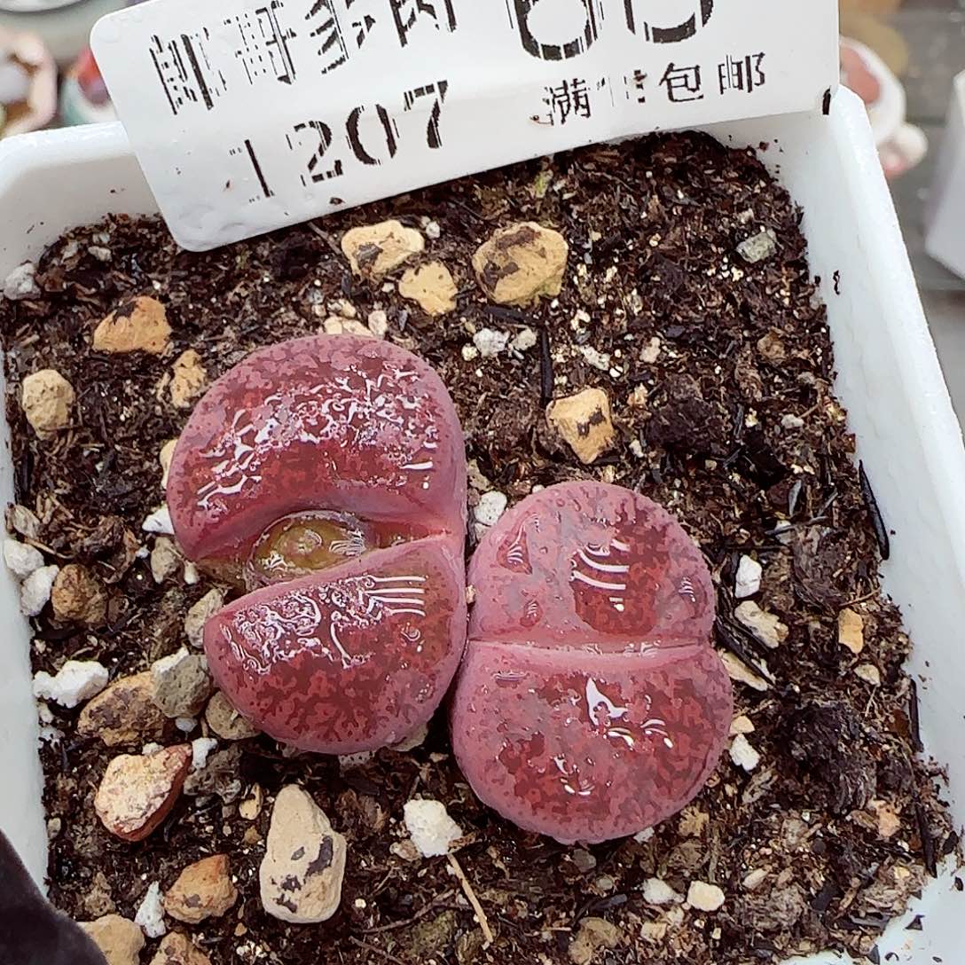 生石花满18包邮1207-68