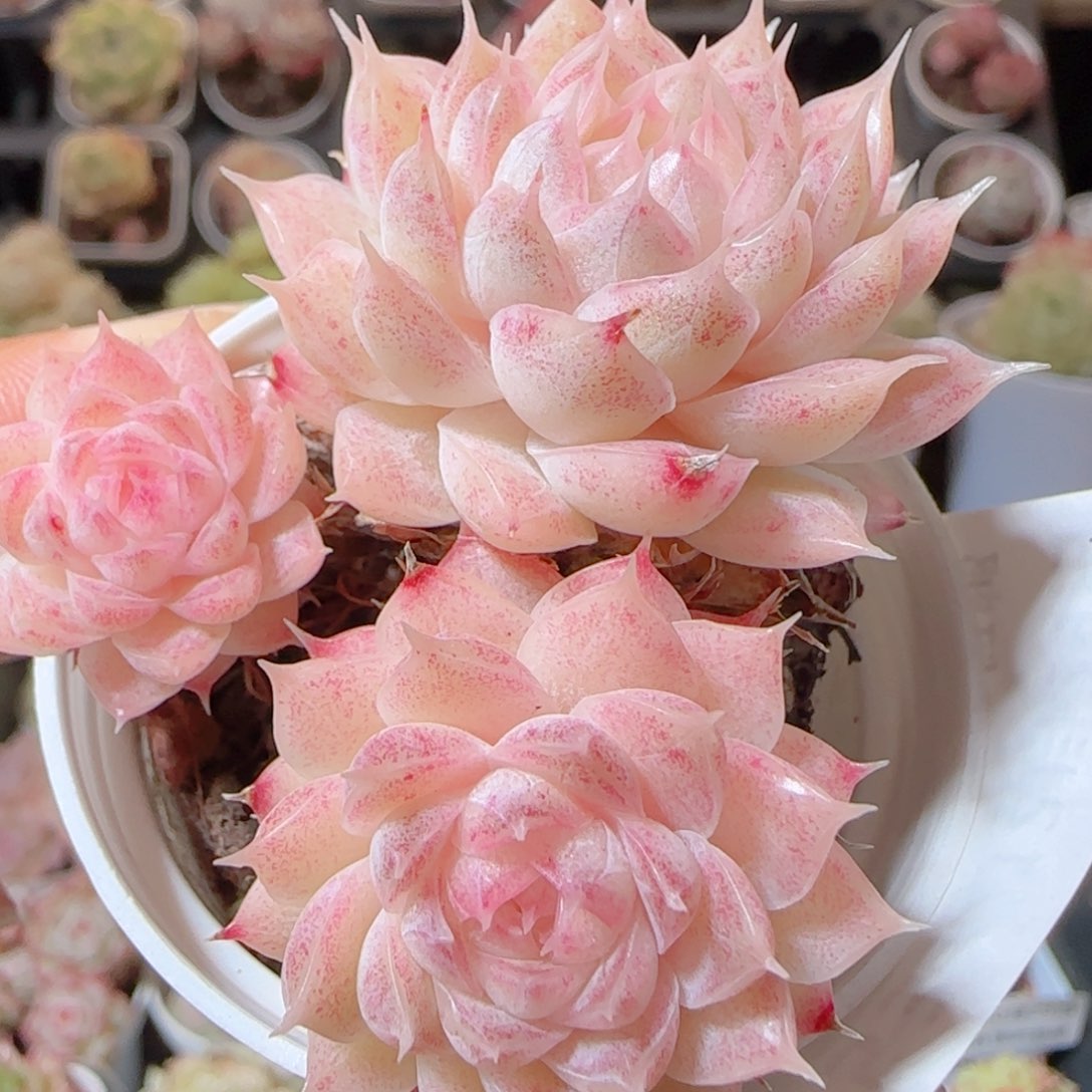 花语多肉1229-53散