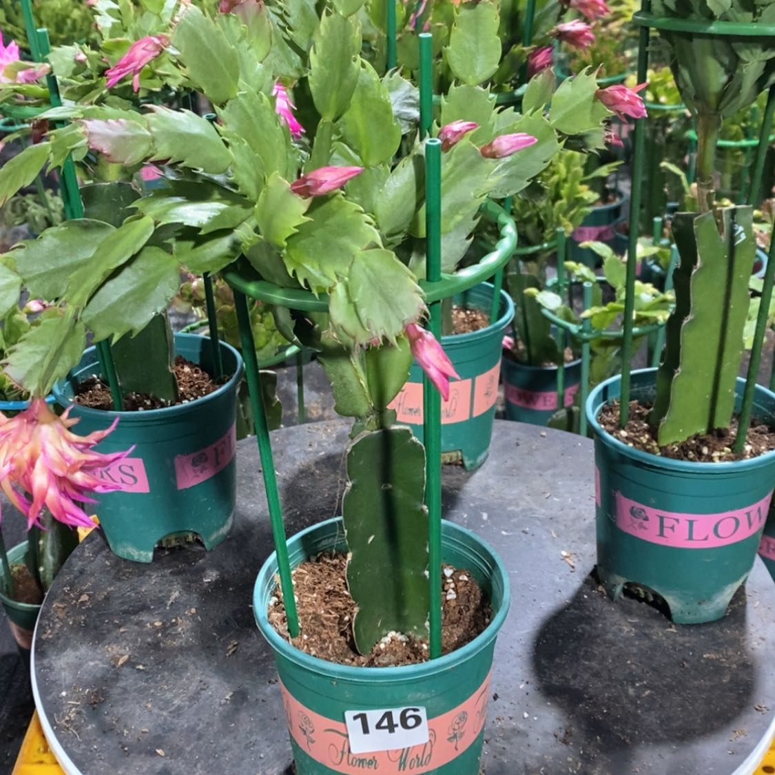 【闪购商品】无花朵用****9146嫁接083