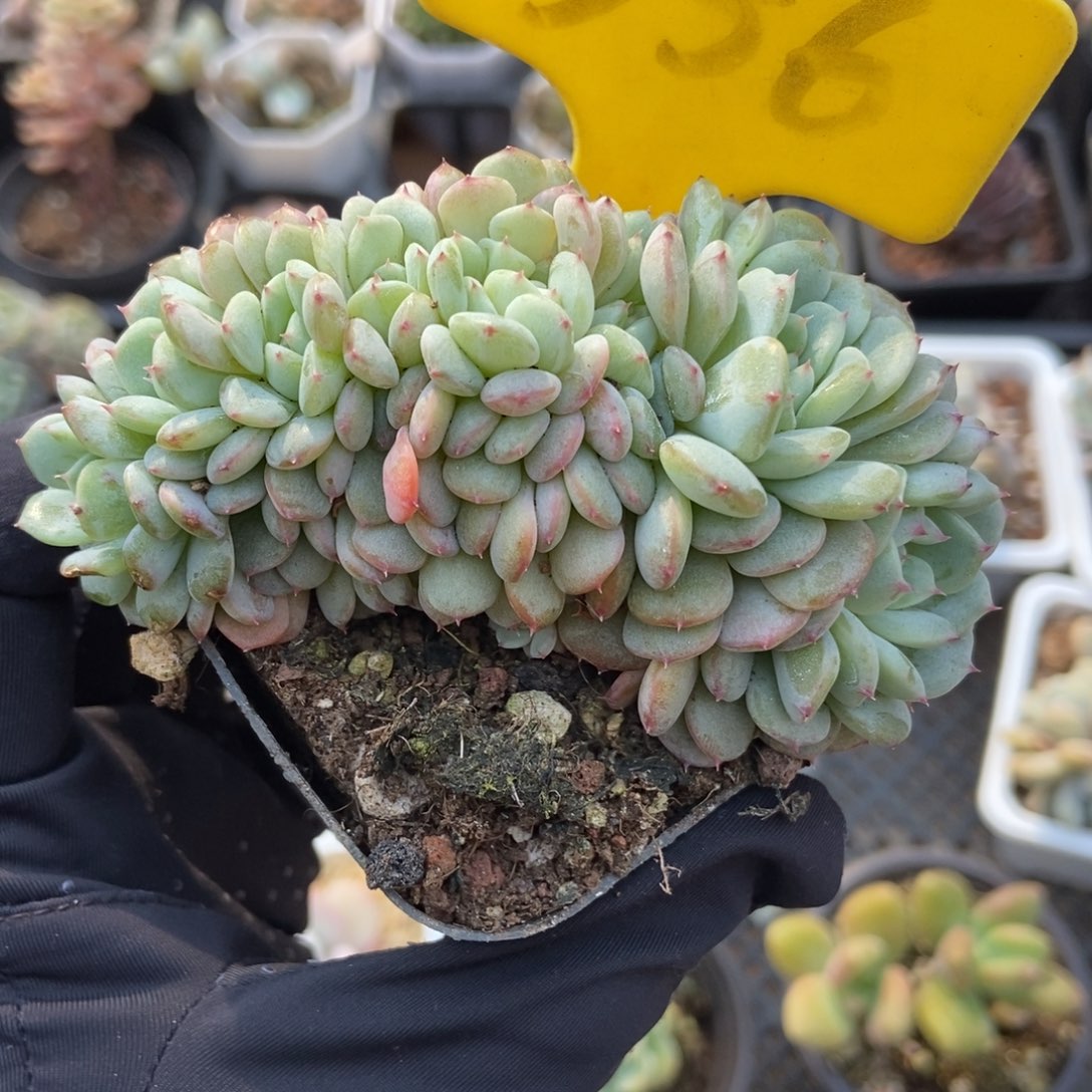 556白胖子朵朵多肉