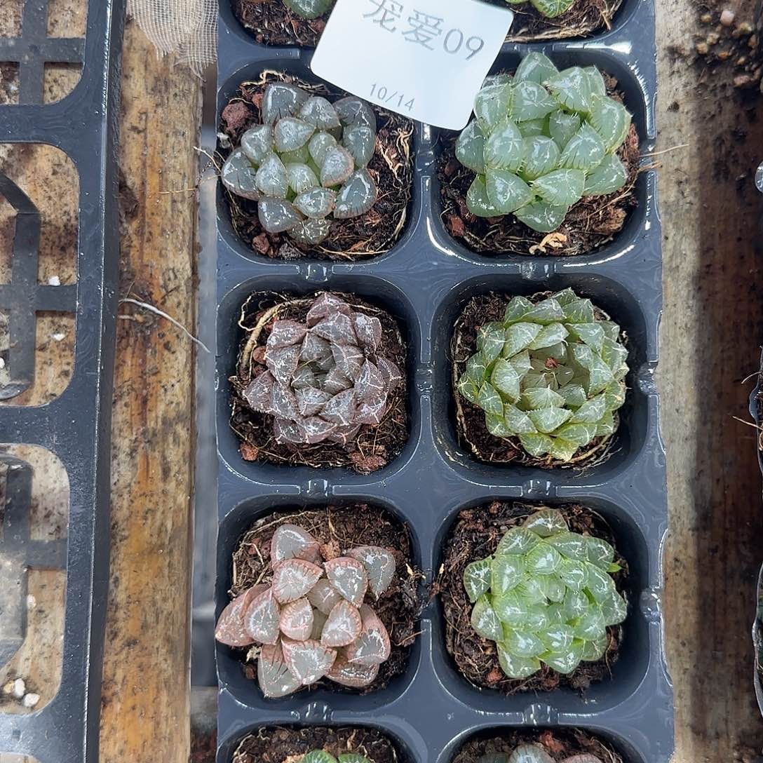 直播福利一物一拍09