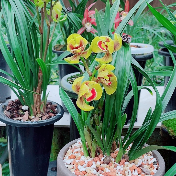 小***仔完全开放一物一漂亮开花