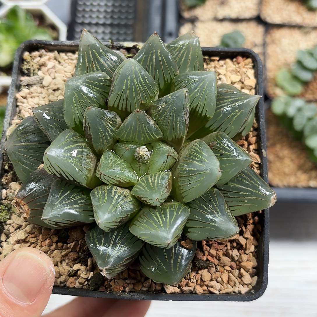 微遐思赤焰多肉植物