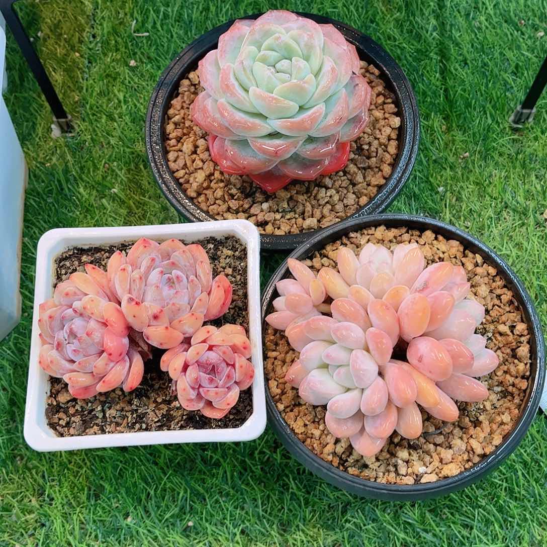 福利组合三颗多肉