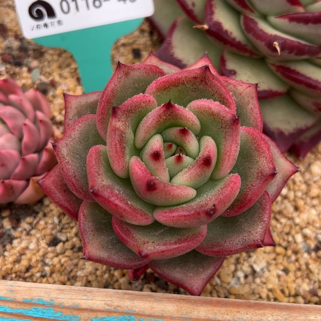 从前慢多肉精选编号0116.45