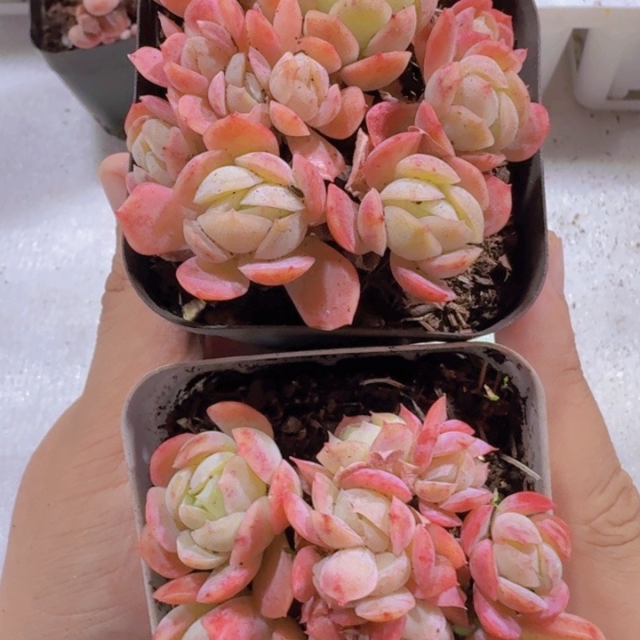 香水贝瑞一颗福利