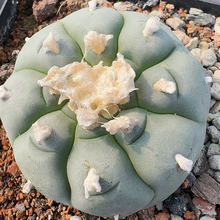 肋骨乌实生仙人球