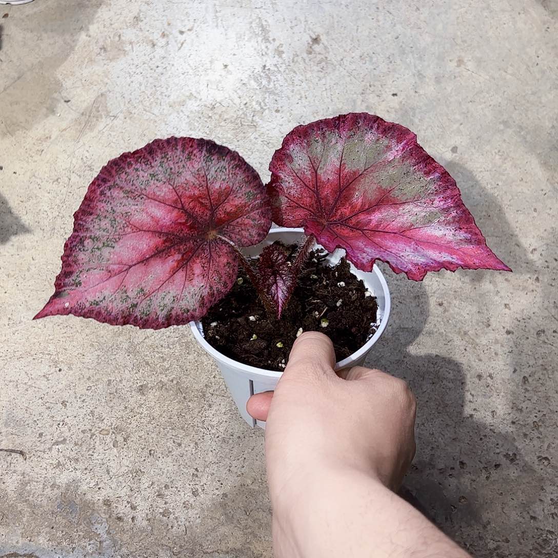 完全开放莫奈秋海棠