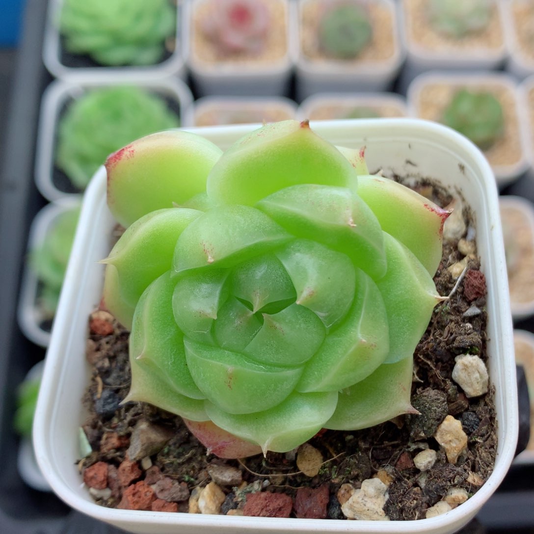 58包邮  群生不包整麦秆100