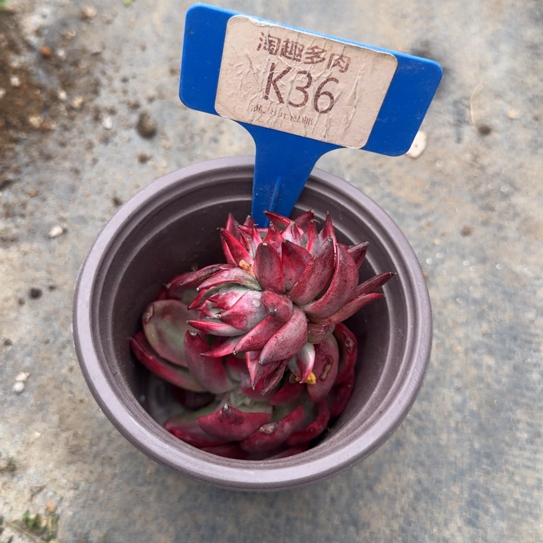 我****姨多肉植物两颗带紧的