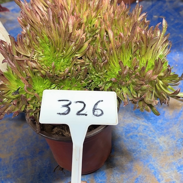 多肉植物红珊瑚缀花