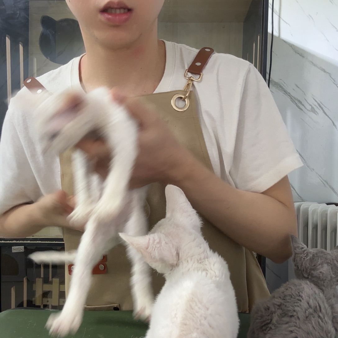 德文德文卷毛猫德文卷毛猫