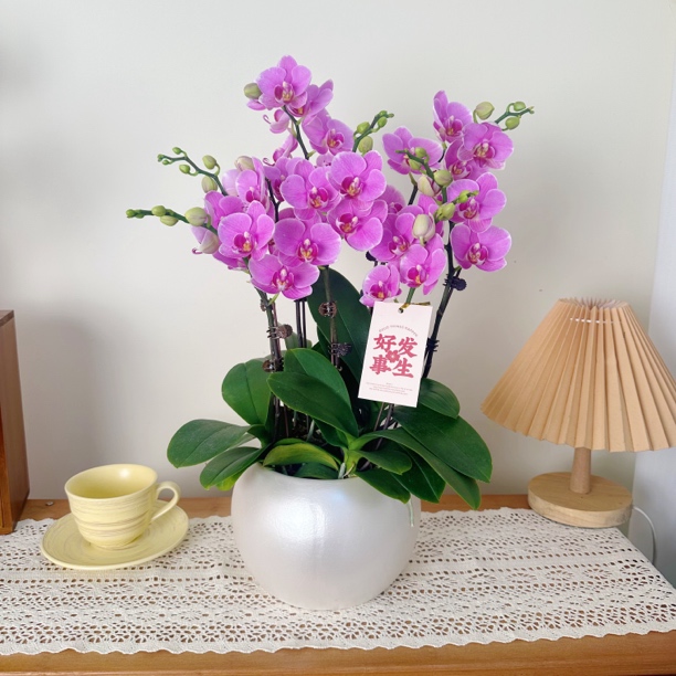 优选年宵花【紫蝶】-蝴蝶兰 组盆摆设客厅摆设种植基地发货3-6