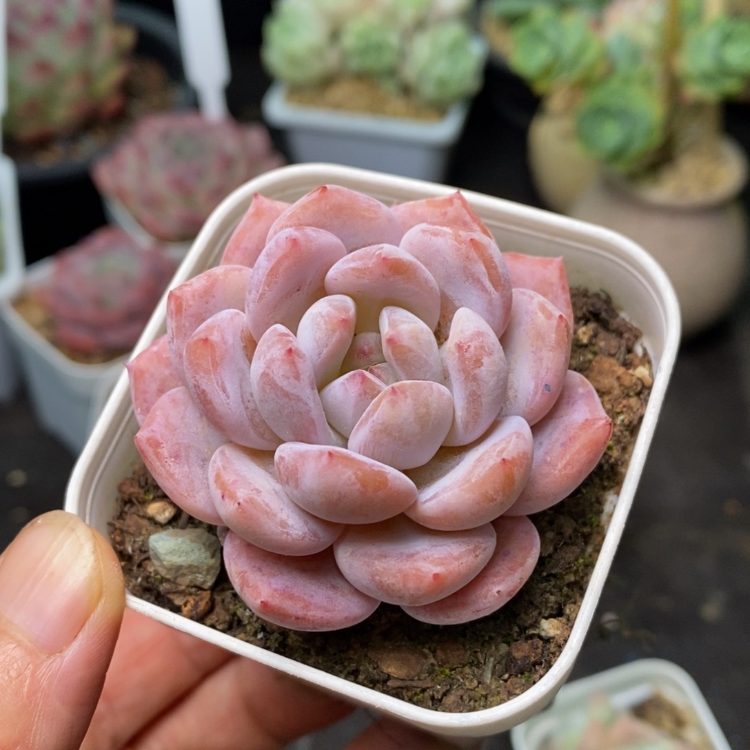 精品多肉一物一拍不包整124