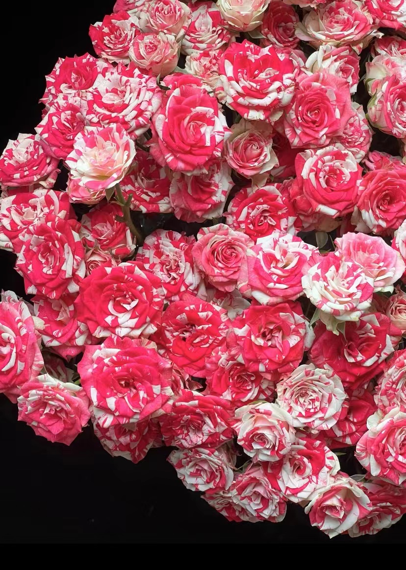 鲜花【梦幻水晶】同地址两单以上顺丰/德邦+送10包保鲜剂