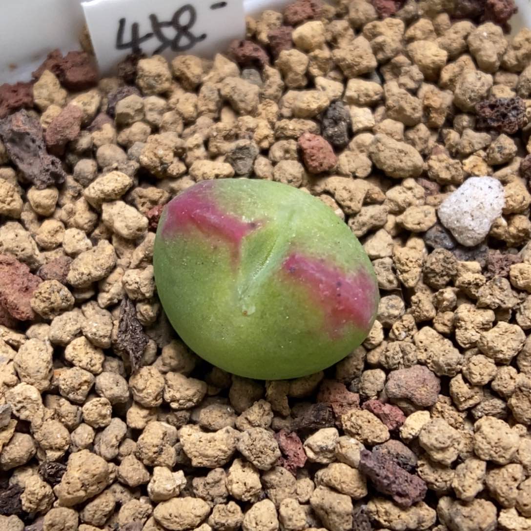 多肉植物肉锥杂交K- 将杂