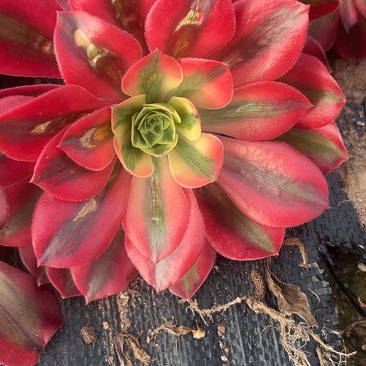 法师锦好好看呀好好看