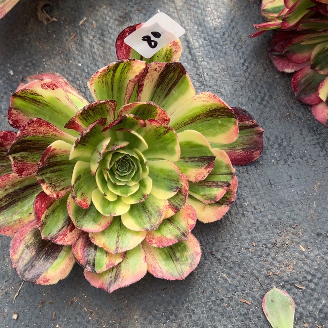 80伯爵无根主头多肉