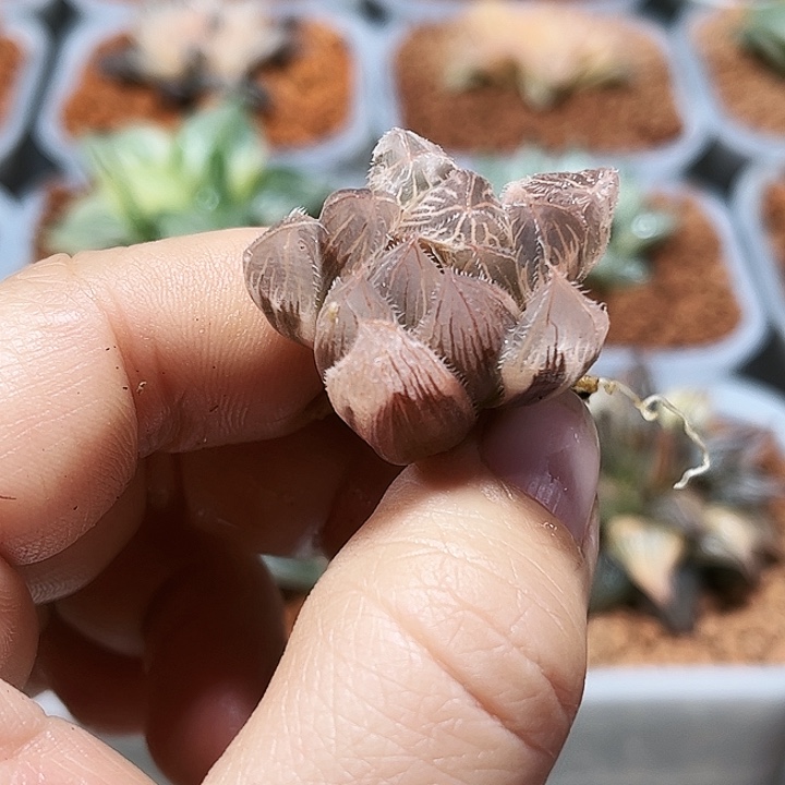 十二卷多肉实生毛玉露