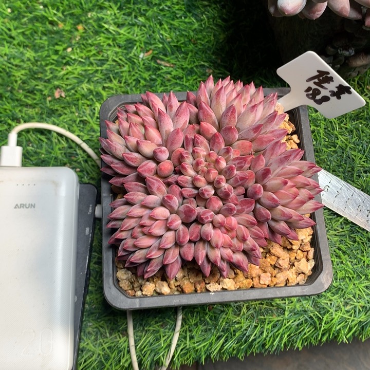 车厘子平头多肉发货