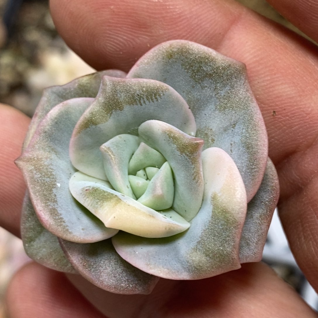 可爱玫瑰锦 小方花圃一物一拍