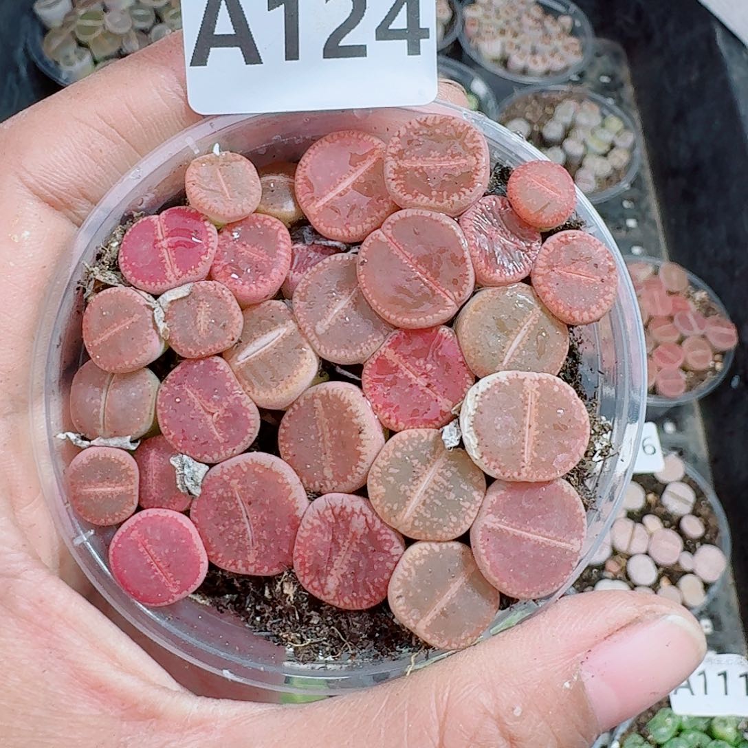 124多肉植物多肉植物