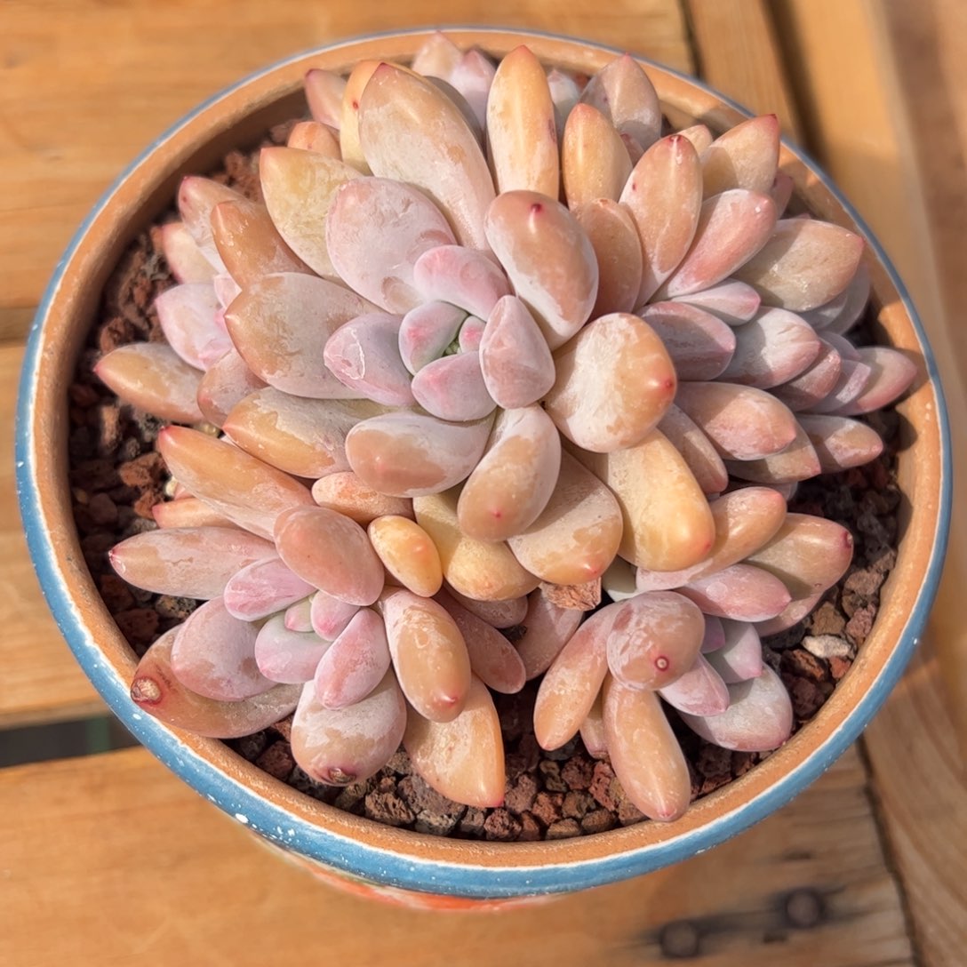 香水多肉植物好看