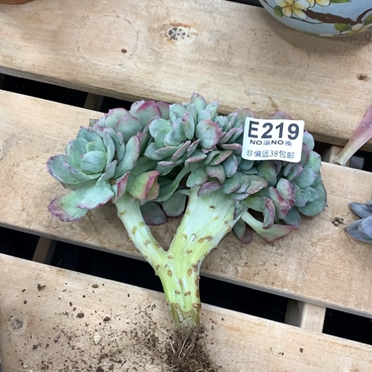 天鹅绒缀化219 亏本处理退款拉黑需要延时发货