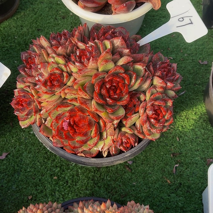 你****丽娟花卉红体水晶多头