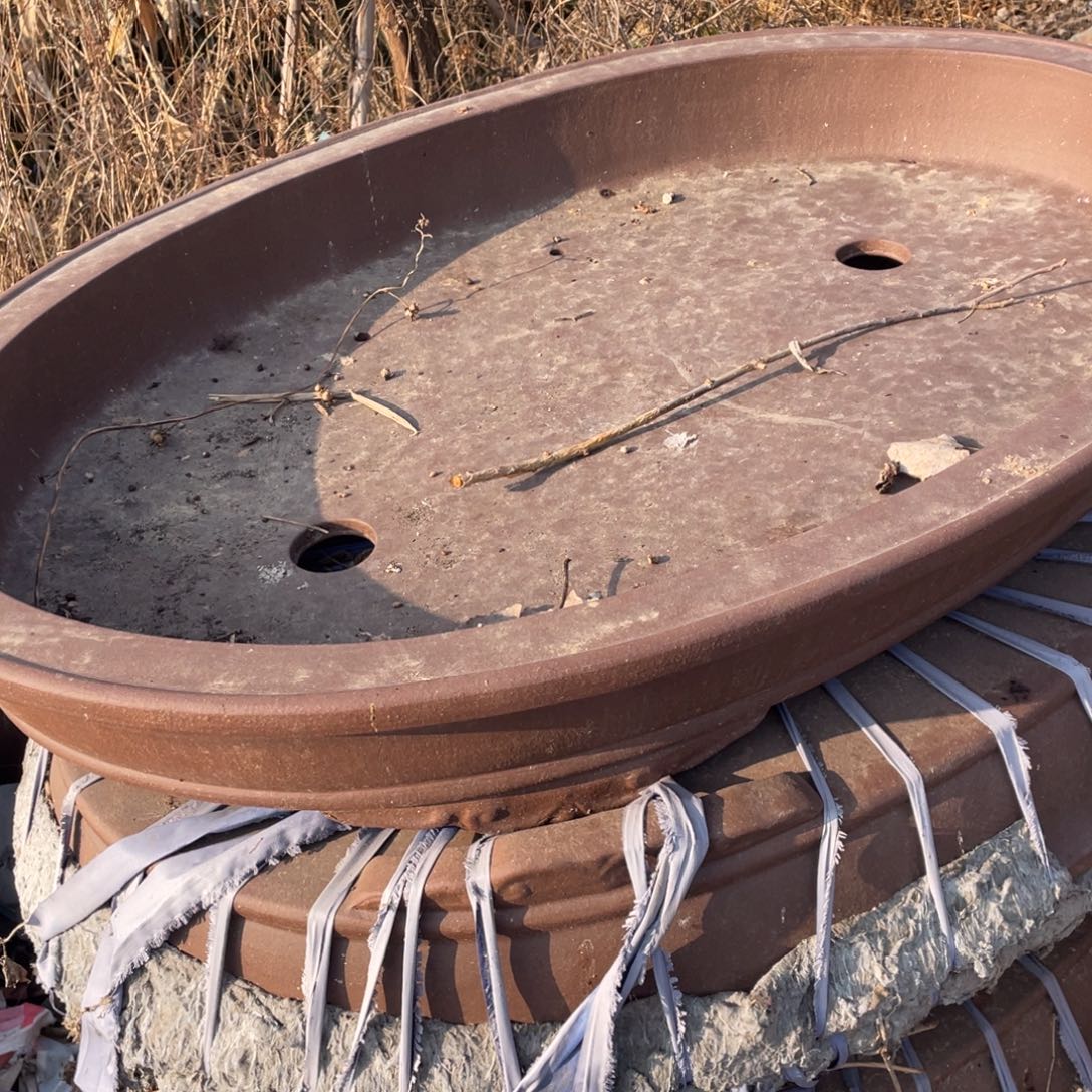 强***特价处理紫砂一只随单