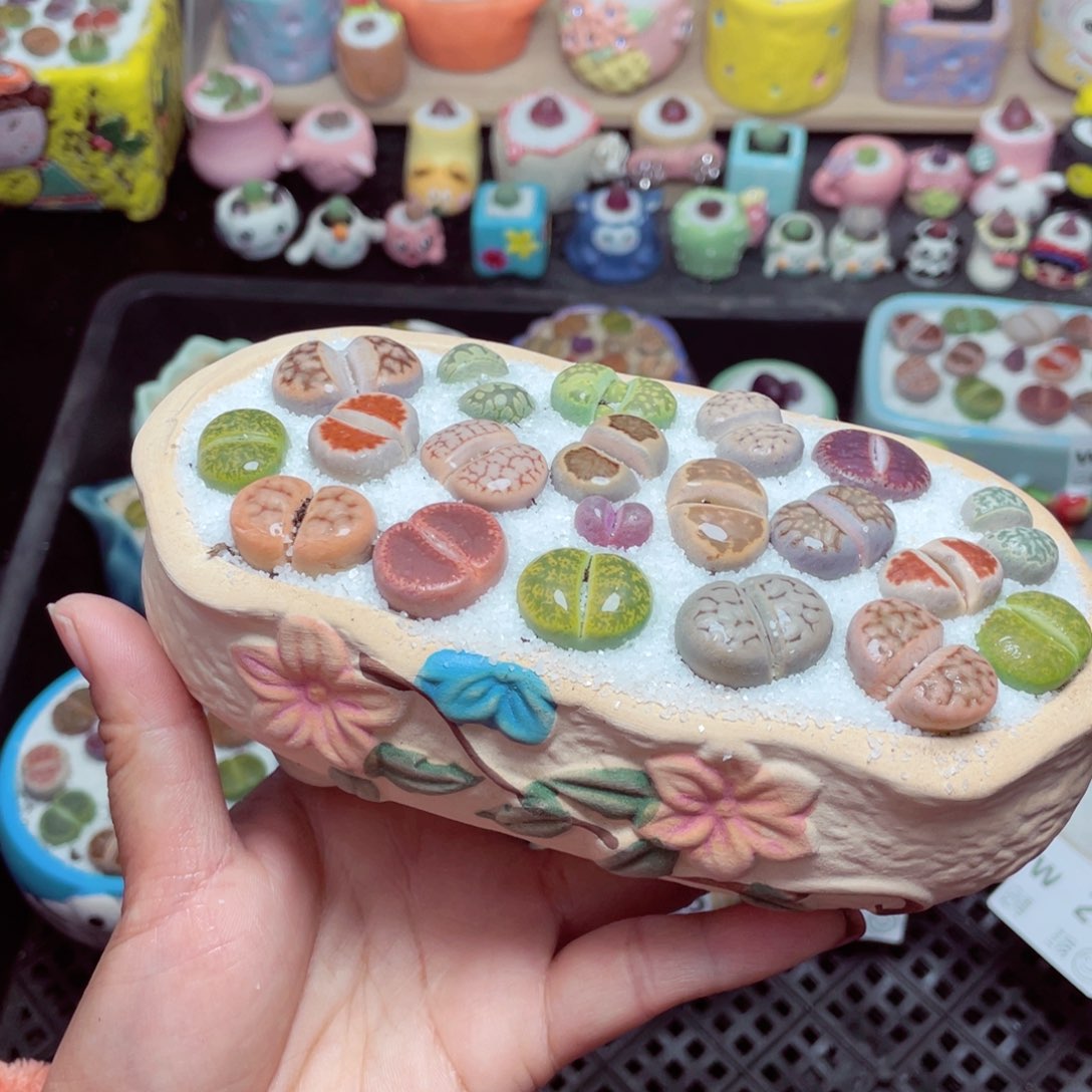 w9266 带盆土发货-零下地区拍保温箱