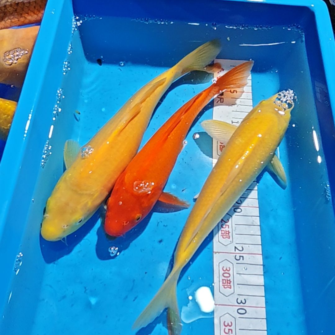 命***造锦鲤不包邮，运费占收多退少补