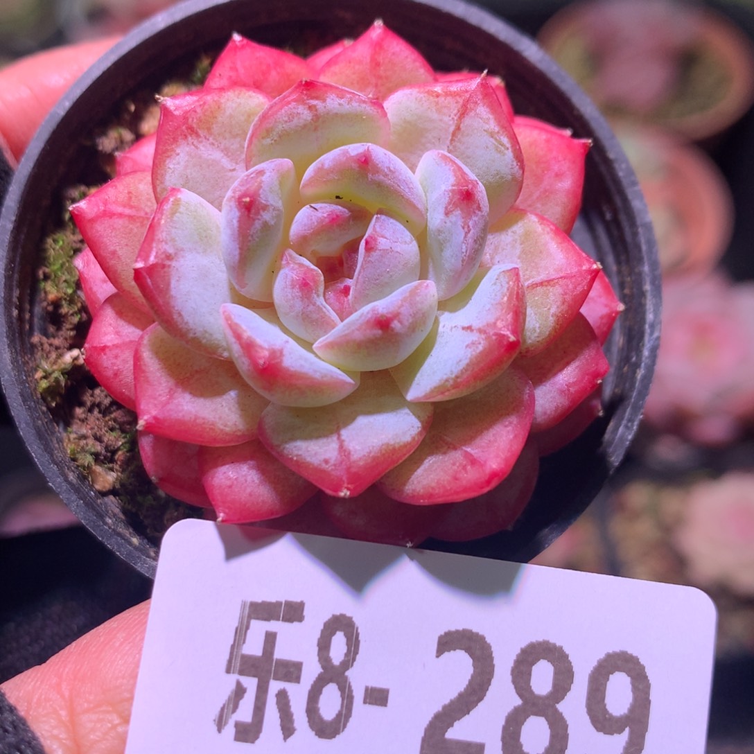 乐然 8-289 雪颜玉 