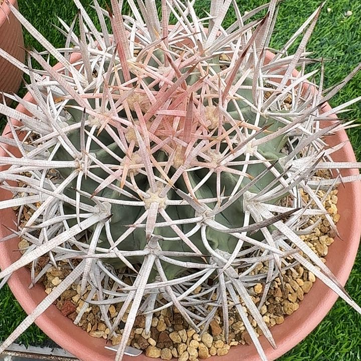 直播间，小公子，专拍，