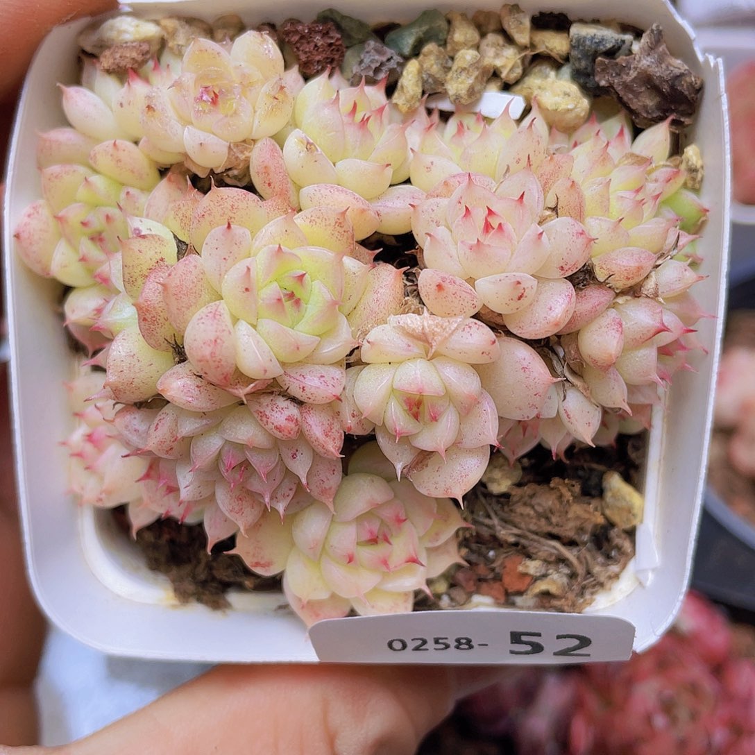 00000000000052一物一拍